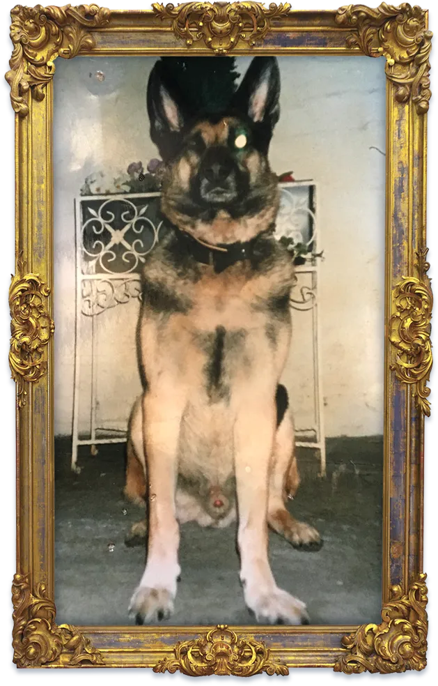 Dog